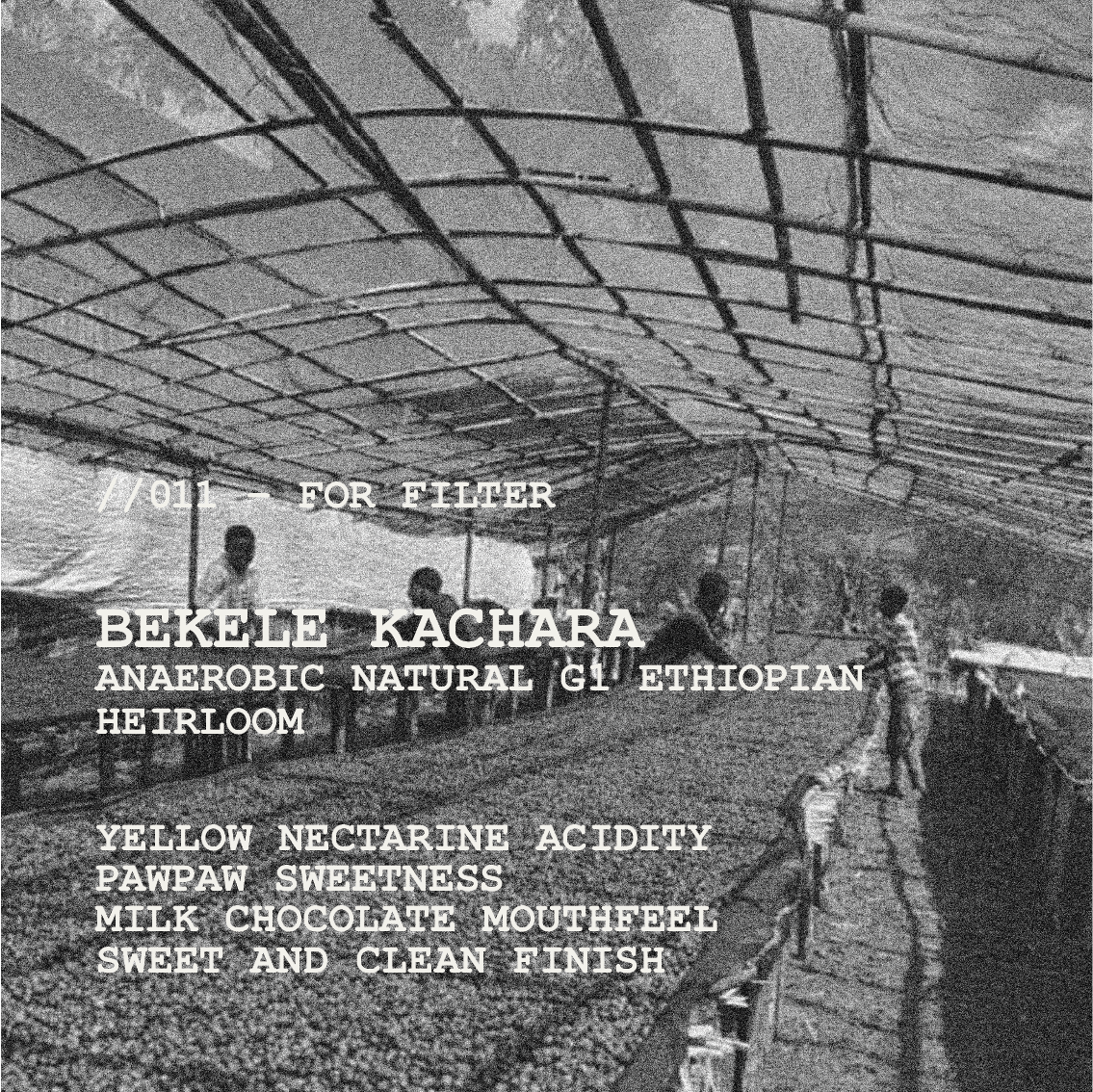 [FILTER] ETHIOPIA BEKELE KACHARA - ANAEROBIC NATURAL G1 HEIRLOOM