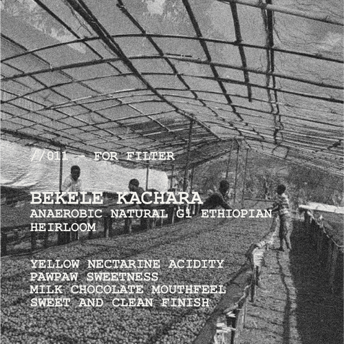 [FILTER] ETHIOPIA BEKELE KACHARA - ANAEROBIC NATURAL G1 HEIRLOOM