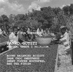 [ARCHIVE] ETHIOPIA BANKO GOTITI G1 NATURAL HEIRLOOM