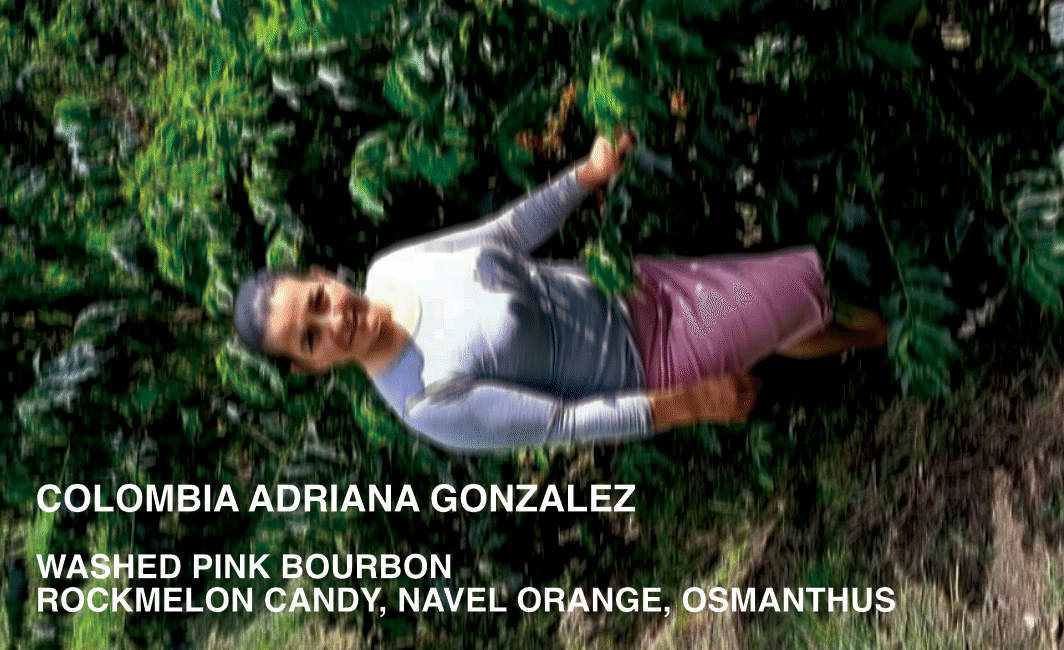 [FILTER] COLOMBIA ADRIANA GONZALEZ - WASHED PINK BOURBON