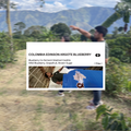 [FILTER] COLOMBIA EDINSON ARGOTE - BLUEBERRY CO-FERMENT CASTILLO