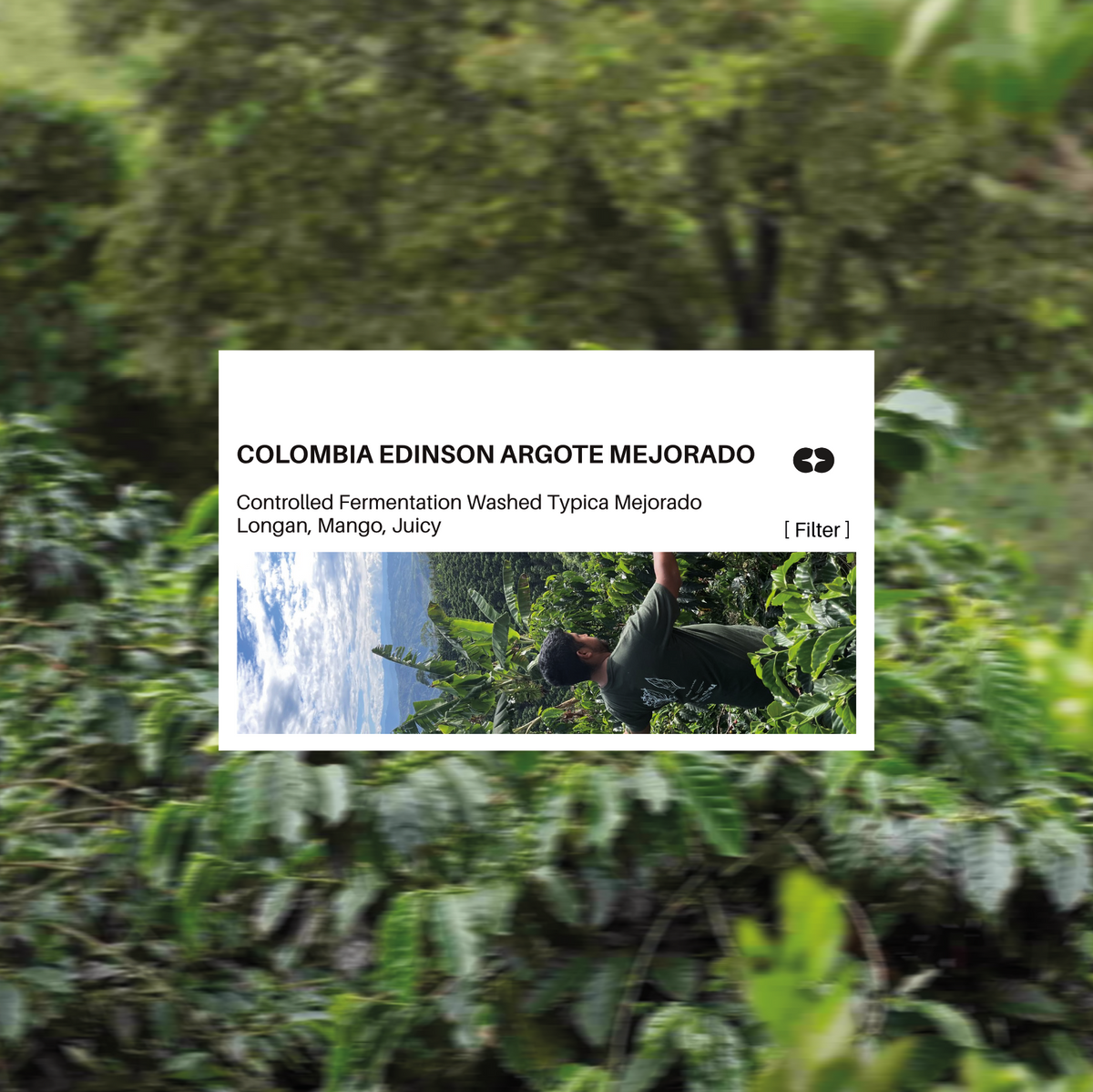 [FILTER] COLOMBIA EDINSON ARGOTE - CONTROLLED WASHED TYPICA MEJORADO
