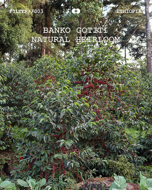 [FILTER] ETHIOPIA BANKO GOTITI G1 NATURAL HEIRLOOM