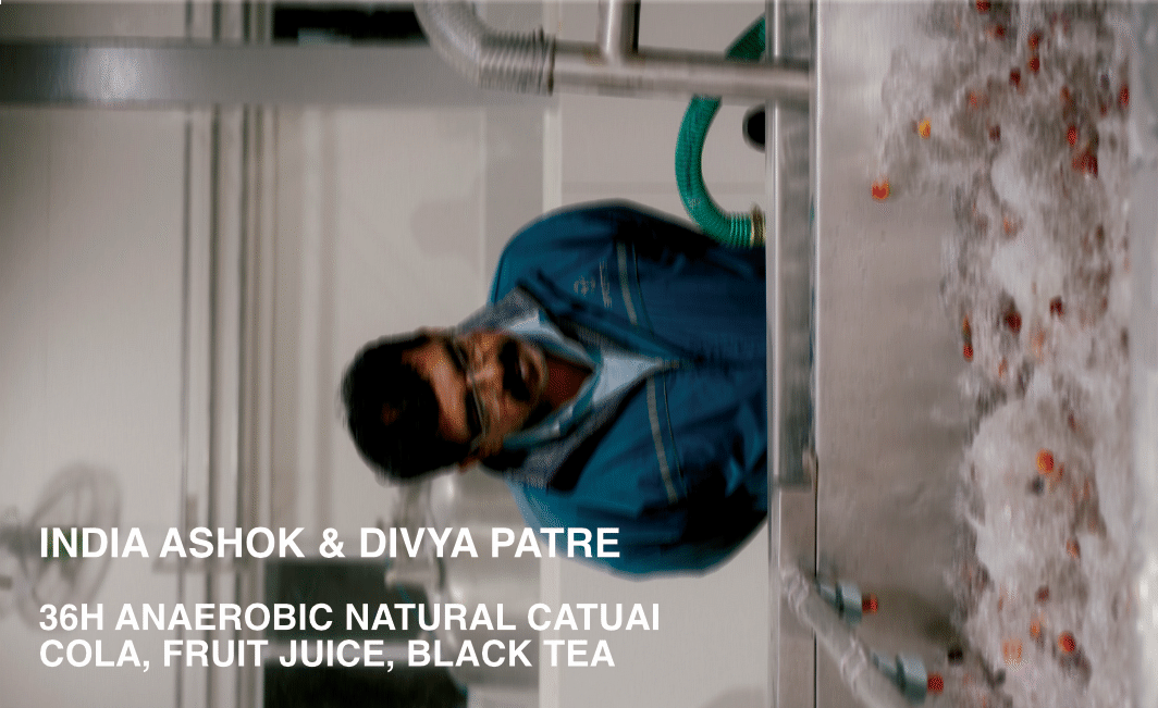 [FILTER] INDIA ASHOK AND DIVYA PATRE - NATURAL 36H ANAEROBIC CATUAI W/ ISOLATED MICROBES