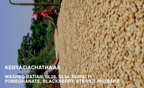 [FILTER] KENYA GACHATHA AA - WASHED BATIAN, SL28, SL34, RUIRU 11
