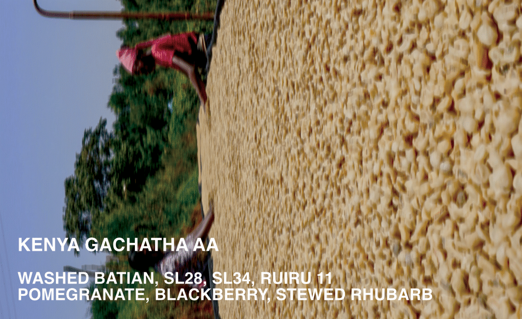 [FILTER] KENYA GACHATHA AA - WASHED BATIAN, SL28, SL34, RUIRU 11