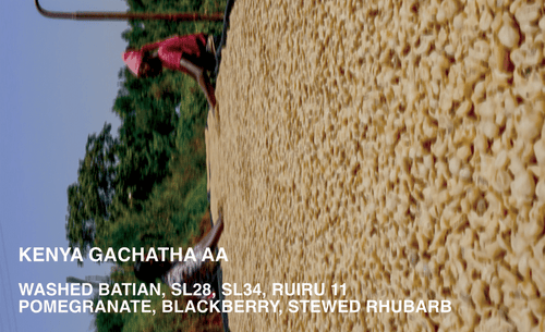 [FILTER] KENYA GACHATHA AA - WASHED BATIAN, SL28, SL34, RUIRU 11